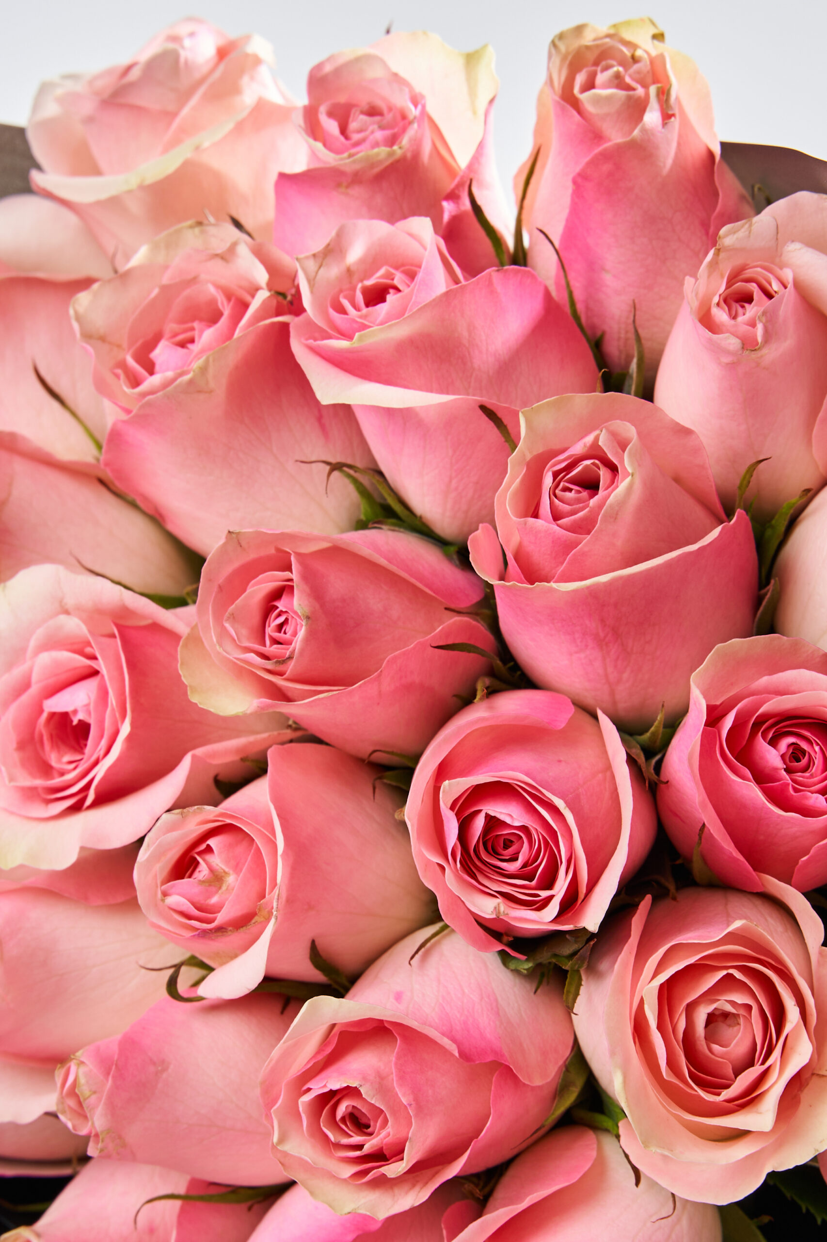 باقة الخجل العتيق - الصورة 3