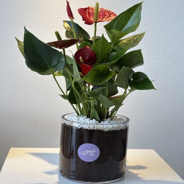 شغف القيادة