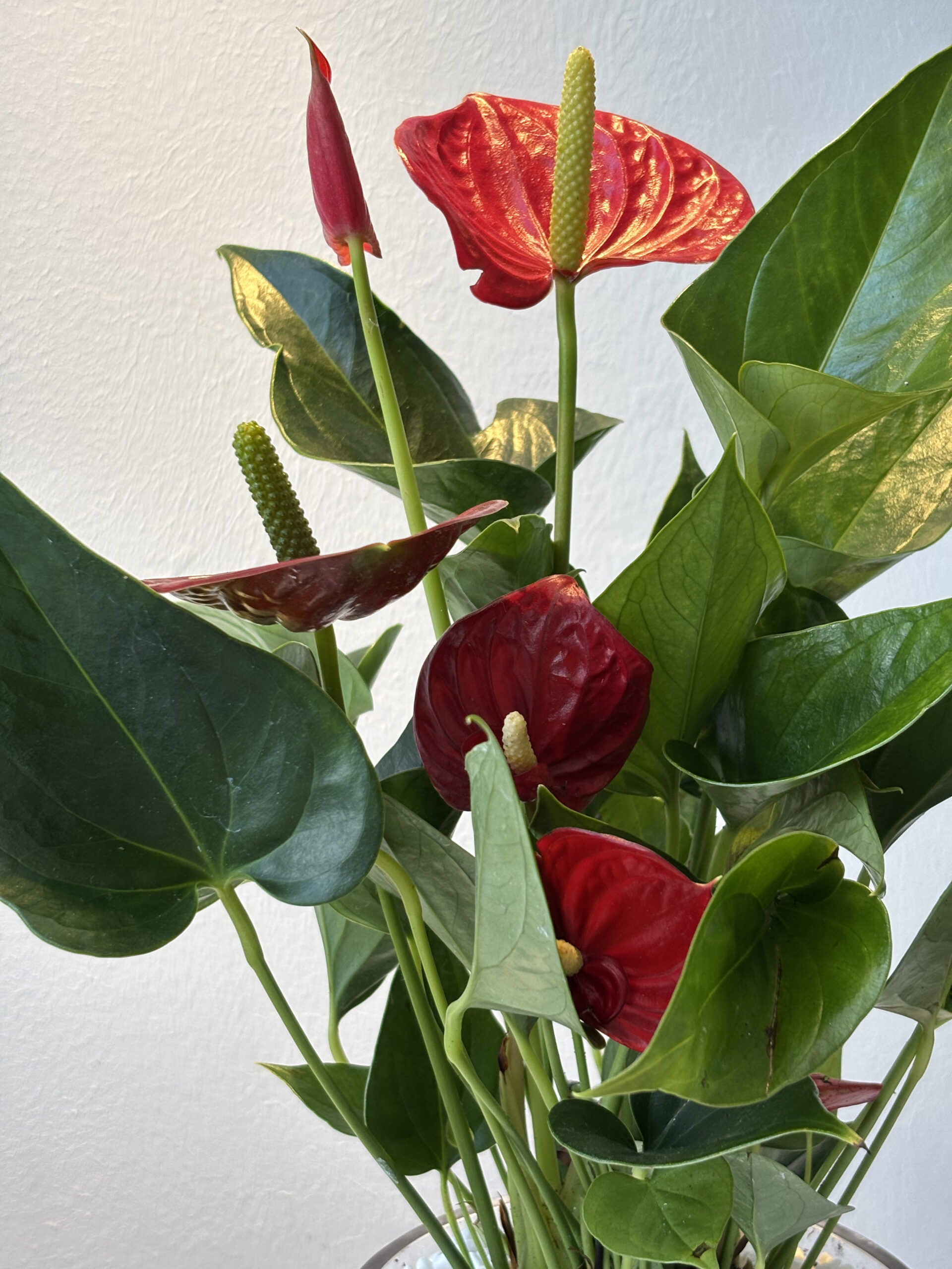 شغف القيادة - الصورة 2